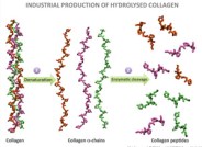 Collagen hydrolysed to polypeptides